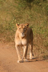 Obraz premium Lioness walking down a dirt road while on safari in South Africa 