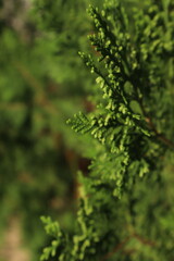 Close-up of green cedar branch, blurred background, natural light.