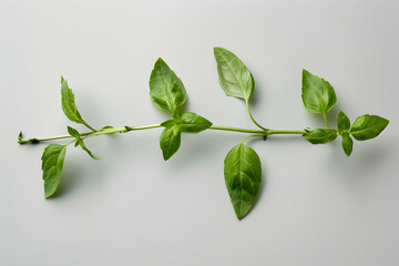 single branch of healthy ripe green basil isolated on grey