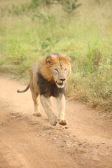Male lion with a mane running down and fighting on a dirt road while on safari in South Africa