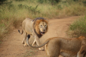 Male lion with a mane running down and fighting on a dirt road while on safari in South Africa