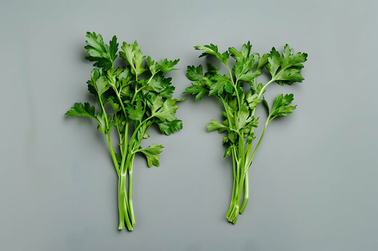 two branches of healthy ripe parsley isolated on grey