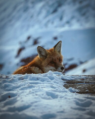 Wild fox in the mountains, winter