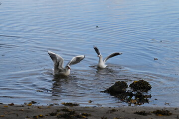 Möwen streiten sich um das Futter