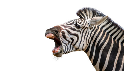 Shocked zebra isolated on white backgroumd PNG