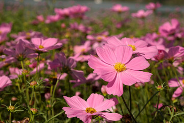 Obraz premium Pink or light purple Cosmos Sulphureus flower field in the garden of the botanic academy.