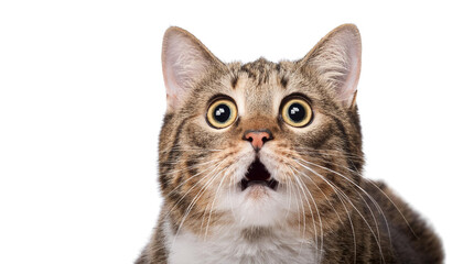 Obraz premium Shocked cat isolated on white backgroumd PNG