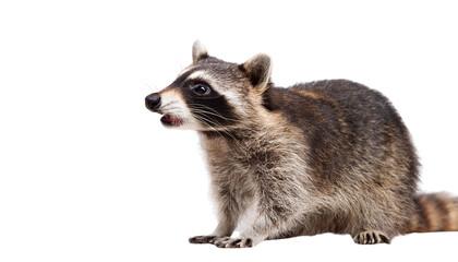 Fototapeta premium Shocked raccon isolated on white backgroumd PNG