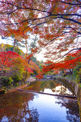 岩屋堂公園の紅葉とせせらぎのリフレクション