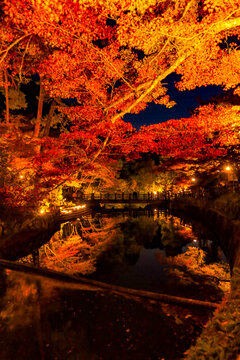 岩屋堂公園のライトアップされた紅葉とせせらぎのリフレクション
