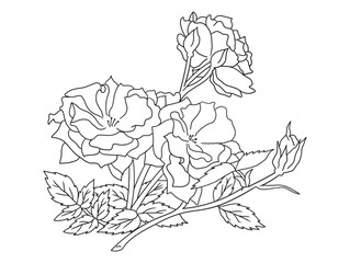 Beautiful black-and-white rose illustration with fine details, ideal for coloring books. Great for art enthusiasts, floral lovers, and creative projects.