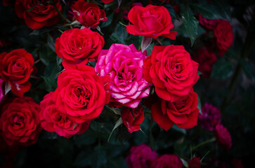 bunch of red roses