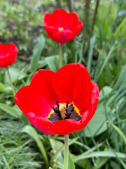 Obraz premium red tulips in the garden