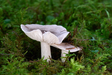 Tricholoma argyraceum mushroom in the moss. Two gray edible mushroom in spruce-pine forest.