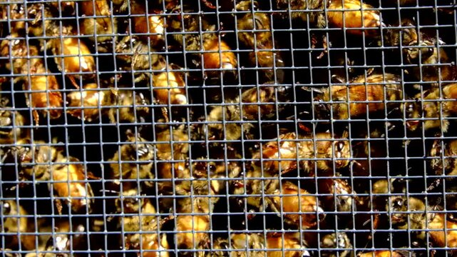 Super slow motion and extreme close up of whole family of honey bees buzzling inside screened box before being released into new beehive