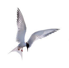 free fast flight of isolated fine large sterna