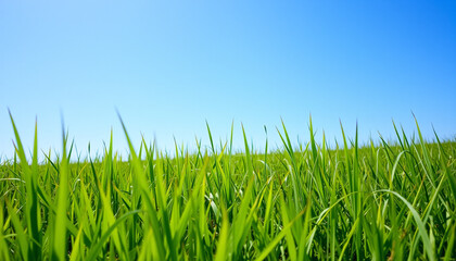 Fototapeta premium green grass on blue sky background