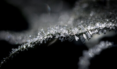 Frost crystals beautify a plant stem at dawn in a stunning winter scene