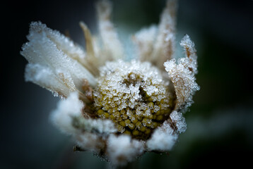 Close-up view of a flower, completely coated in a layer of frost