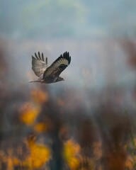 Majestic bird of prey in flight over misty landscape