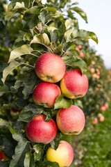 Red Apples on Branches, Orchard Harvest, Apple Tree, Fruits and Berries, Agricultural Background