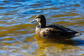 young ducks and drakes in lake with blue dark background with sun rays