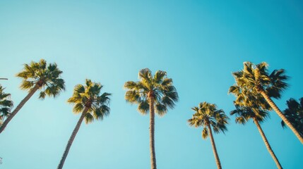 Palm Trees Against a Clear Blue Sky