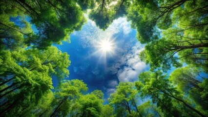 Sunlight streaming through a canopy of lush green trees creating a vibrant, natural frame for the sky
