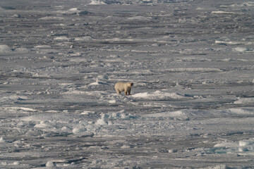 svalbard north pole polar bear feeding on the ice pack