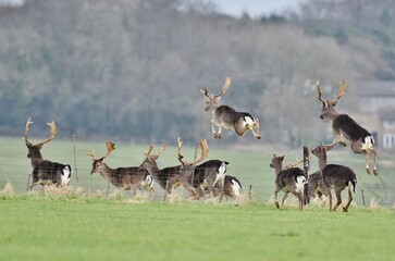 A herd of Fallow Deer on the move and jumping a fence.