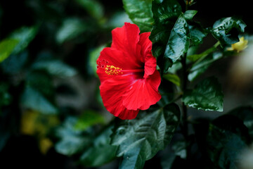 red flower in the garden