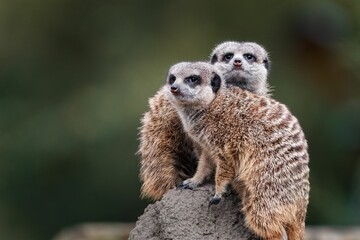 Fototapeta premium Meerkats perched on a rock