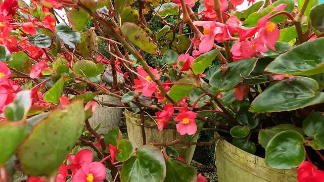 Camera movement through begonia flower ornamental plants