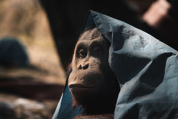 Close-up portrait of an orangutan looking intently at the camera, with a blue cloth draped over its...