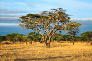 Landscape of the African savannah. Wildlife of Tanzania.