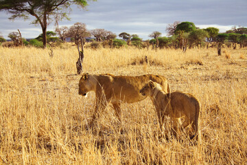 Family of African lions in the African savannah.