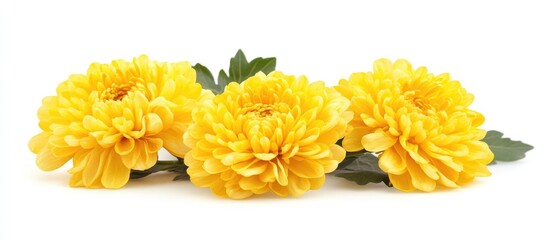 Vibrant yellow chrysanthemums arranged with foliage on a clean white background showcasing floral beauty and elegance