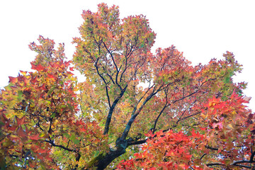 Red yellow green golden brown seasonal autumnal maple leaves isolated on  blue sky background.  Fall autumn season.