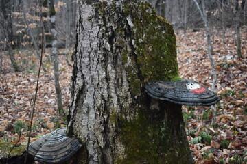 Sentier National St Mathieu Du Parc