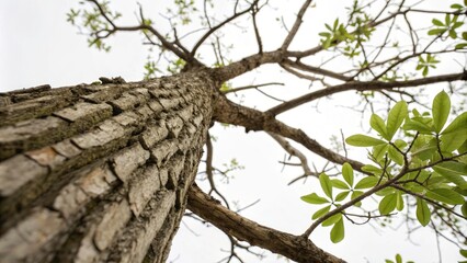 Fototapeta premium Close-Up of Detailed Tree Branch with Offshoots on White Background, Showcasing Natural Textures and Patterns for Organic Design and Nature Photography