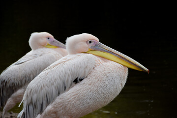A pair of great white pelicans, also known as eastern white pelicans.