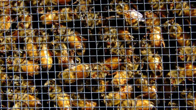 Slow motion and extreme close up of whole family of honey bees buzzling inside screened box before being released into new beehive