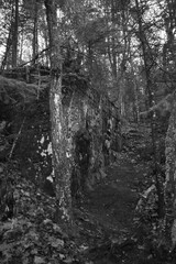 Fototapeta premium Sentier National St Mathieu Du Parc - n&b