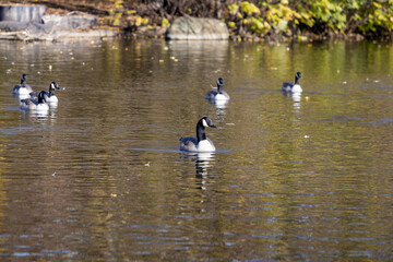 Geese Swimming on a Quiet Lake in the Morning