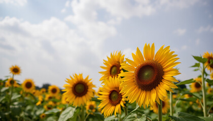 Fototapeta premium Image Name: Sunflowers blooming in a sunny field