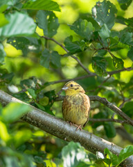 Trznadel zwyczajny Emberiza citrinella