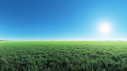 Obraz premium a peaceful meadow filled with lush green grass, under a clear blue sky that stretches endlessly.