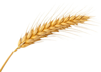 Fototapeta premium Ear of wheat spikelet isolated on transparent background, png
