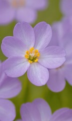Fototapeta premium a close-up of a delicate purple flower with five petals. The petals are a soft lavender color, and the center of the flower is a bright yellow, adding a contrasting pop of color