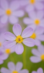 Fototapeta premium a close-up of a delicate flower with light purple petals and a bright yellow center. The flower is in focus, while the background is blurred, showing more similar flowers and green stems